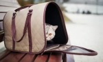 Bag-purtare pentru pisici: călătorie confortabilă pentru animale de companie