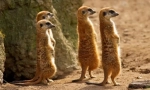 Meerkat (foto): ceas amuzant, care este întotdeauna alertă