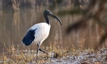Sacru ibis