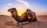 Secretele cămilelor. Cum sunt domesticiți
