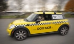 Pet taxi: caracteristici și reguli de transport