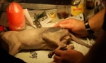 Tatuaj pentru pisică sau moda crudă pentru animale