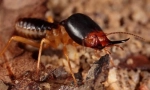 Termite