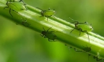 Aphid