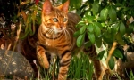 Toyer cat (foto): temperament bun într-o culoare sălbatică