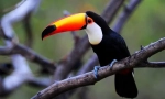 Toucan (foto): ciocul nu se întâmplă prea mult, asta este pasărea izbitoare!