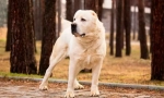 Turkmen alabai (foto): garda fierce, protector de încredere