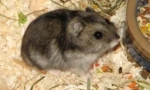 Îngrijirea hamsterilor dzhungarian