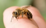 Bee bite