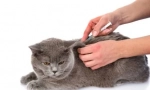 Cats vaccini: viziuni si preparate populare