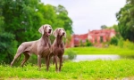 Weimaraner (foto): cel mai bun prieten al adevăratului vânător
