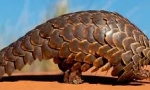 Pangolină magnifică: animal scalabil