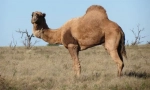 Camel-dromedar