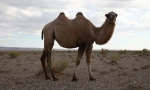 Camel dugorble