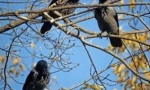 Crows cadre dimineața: cauzele comportamentului păsărilor, semnele