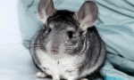 Totul despre chinchillas de sarcină, cum sunt nașterea