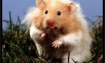 Alegerea și cumpărarea de hamster