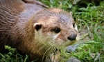 Otterul caucazian