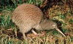 De ce bird kiwi este un cioc?