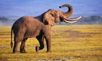 De ce trunchi de elefanți?
