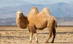 De ce camel horn?