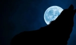 De ce lupii petrec pe luna plină?