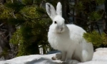 Hare de alb
