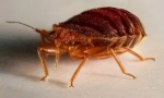 Miros de la bedbugs în apartament