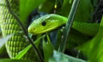 Green mamba