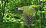 Woodpecker verde