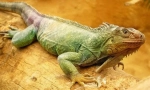 Verde iguana