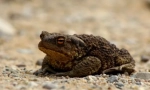 Pământ de toad