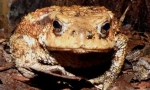 Toad caucazian