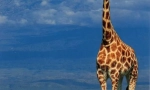 Girafă