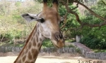Girafes