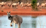 Animale din australia
