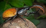 Beetle hercule: descriere și stil de viață