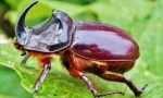 Beetle rhino: descriere și stil de viață