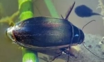 Beetle flooney: descrierea și stilul de viață