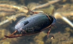 Beetle plavnete