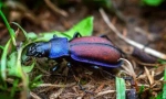 Beetle de luncă: descriere și stil de viață