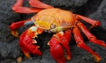 Sensul crustaceelor