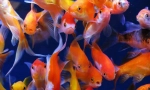 Goldfish (carassus auratus)