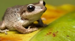 10 Fapte absolut incorecte despre animale