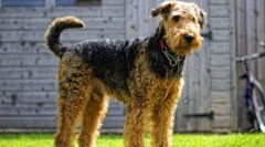 10 Rase de câine engleză