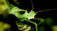 10 Fotografii ale insectelor miloidale