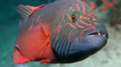 10 Moduri interesante pe care animalele le folosesc diferite subiecte