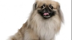 10 Rase de câine chinezești