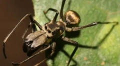 10 Exemple incredibil de înșelătoare sau ciudate de imitație animală