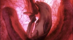 10 Fotografii incredibile ale animalelor în uterul mamei